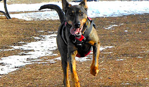 Shelter Me featuring Gerry the Tripawd