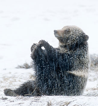 Nature-Christmas-in-Yellowstone Nature-Christmas-in-Yellowstone
