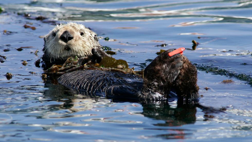 Big Blue Live Preview image