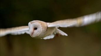 Owl Shows Off Silent Flight Superpower image