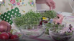 Around the Farm Table-Maple Syrup and Microgreens