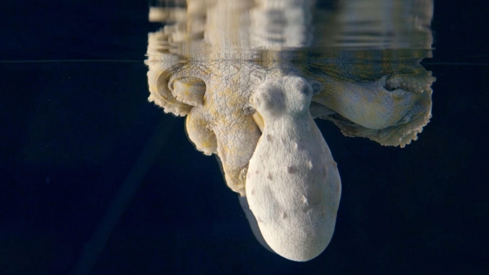 Octopus: Making Contact