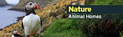 Nature Animal Homes