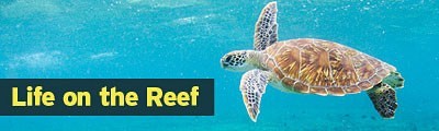 Life on the Reef