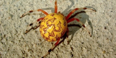 Big World of Insects, Spiders, Bugs