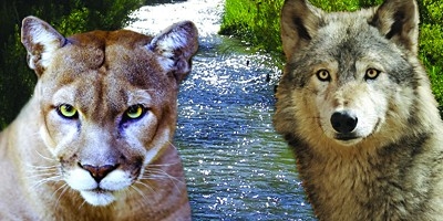 Lords of Nature: Life in a Land of Great Predators