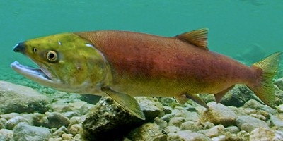 Salmon: Running the Gauntlet