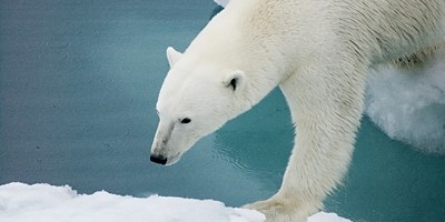 Masters of the Arctic Ice