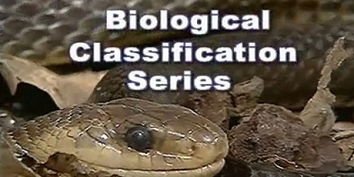 Biological Classification