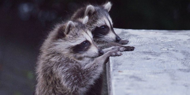 Raccoon Nation