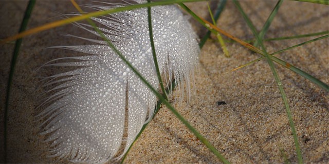 Birds of Wisconsin, An In Wisconsin Special