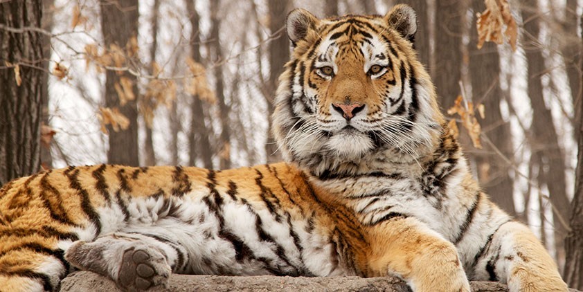 Siberian Tiger Quest