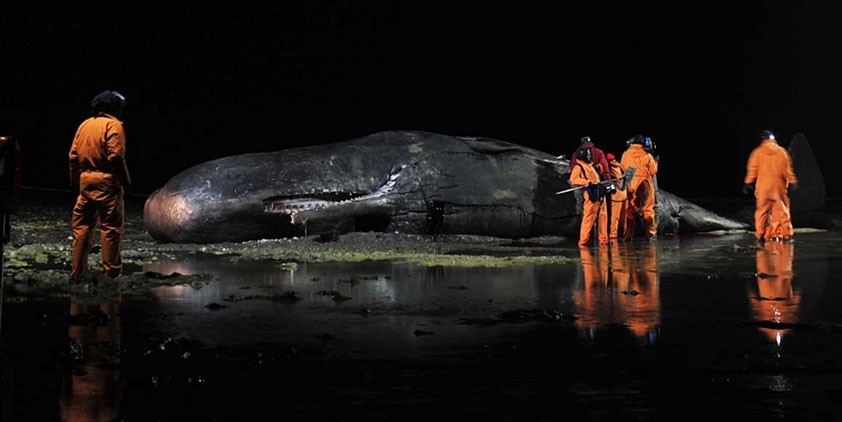 Inside Nature's Giants