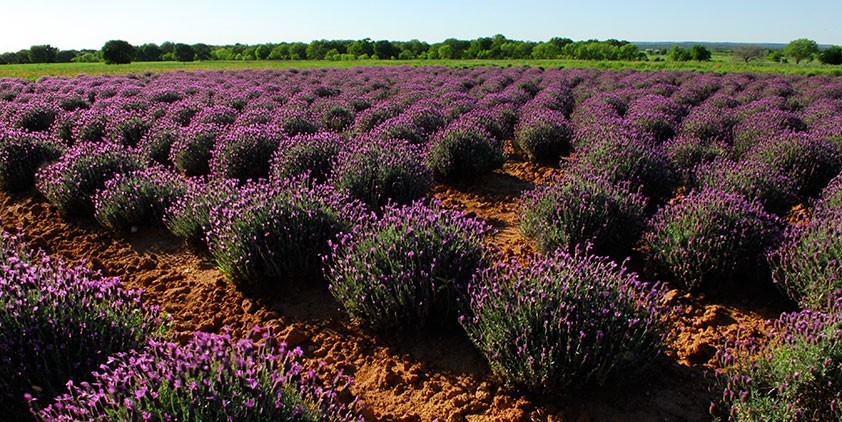 Victory Garden's EdibleFEAST