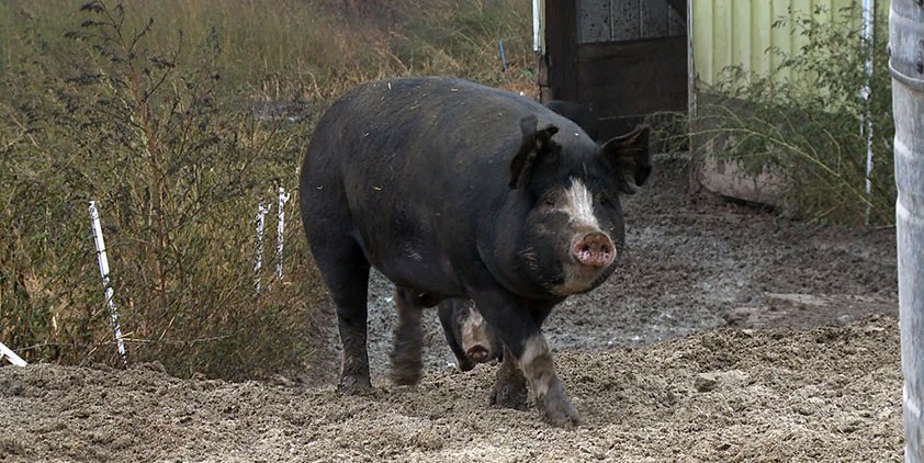 Piggy Goes to the Market