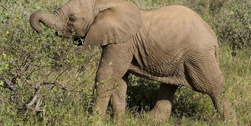 The Secret Life of Elephants