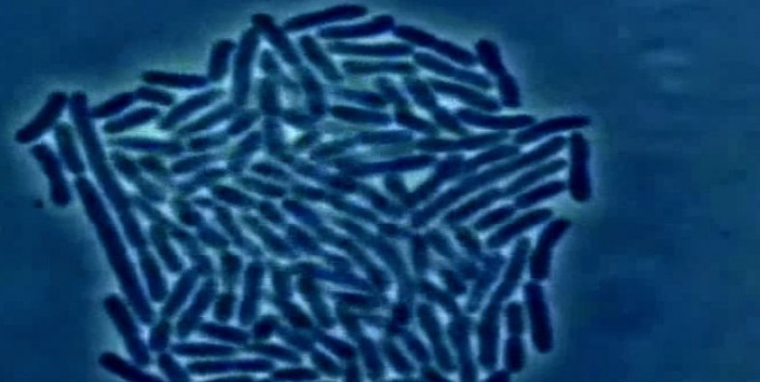 The Trouble With Antibiotics