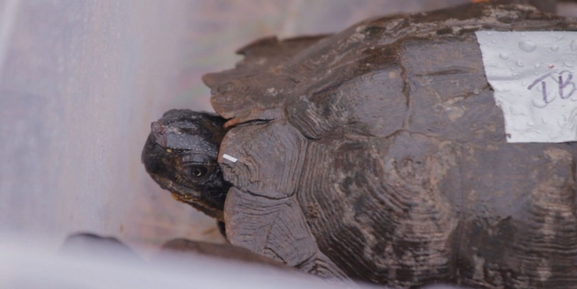 Turtle Tracks & Horsepower