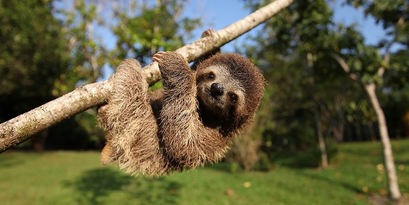 Nature's Miracle Orphans: Second Chances