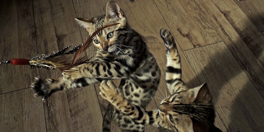 Nature-Pets: Wild at Heart: Secretive Creatures