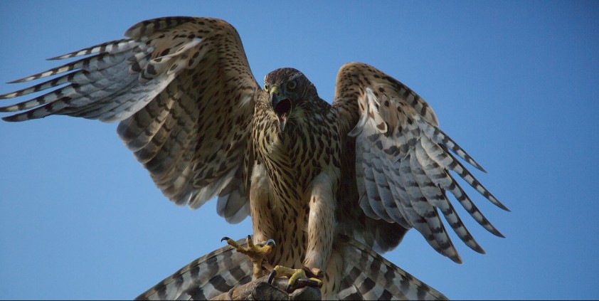 H Is for Hawk: A New Chapter