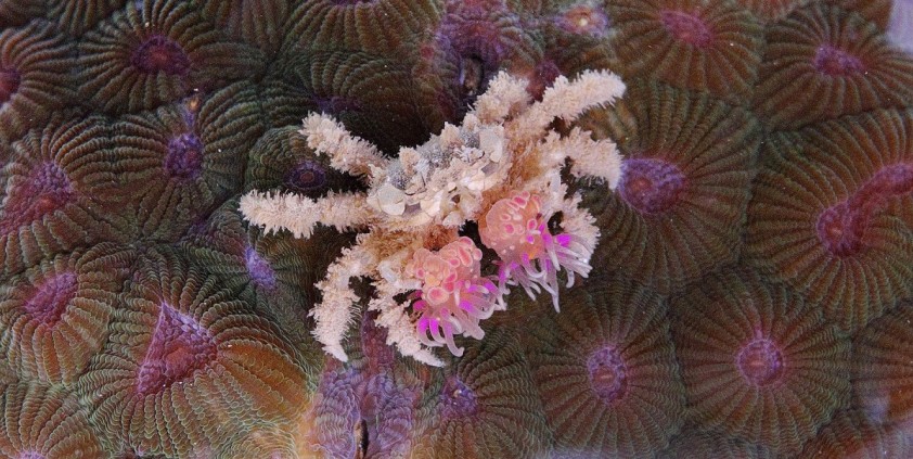 Natural Born Rebels: Survival