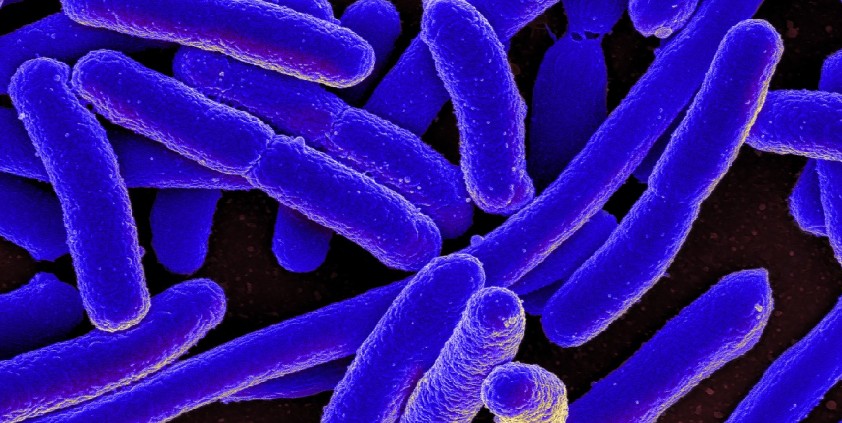 What's Living in You?